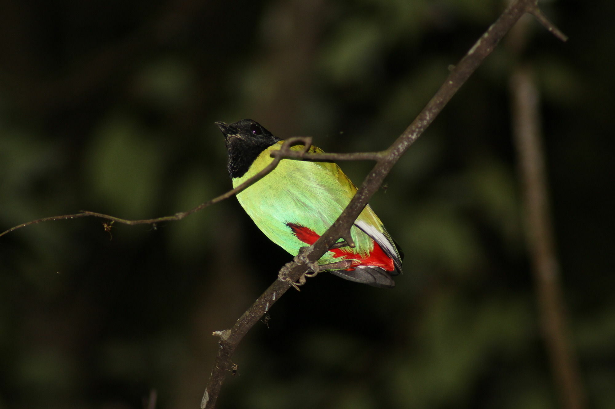 Borneo Natural Sukau Bilit Resort מראה חיצוני תמונה